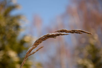 Close-up of crops on field