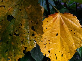 Close-up of yellow maple leaves during autumn