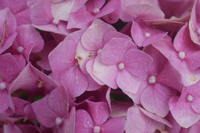 Full frame shot of pink flowering plants