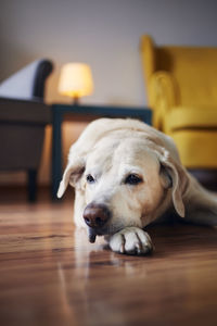 Domestic life with pets. portrait of senior dog at home. bored labrador lying down against chairs.