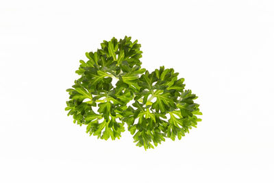 Close-up of plant against white background
