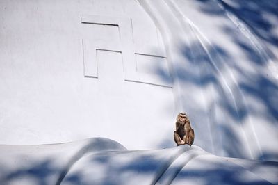 Close-up of bird perching on railing