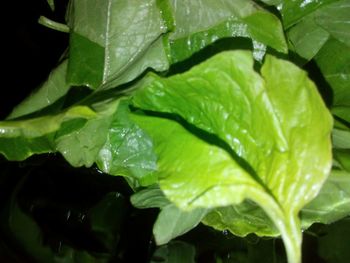 Close-up of wet leaves