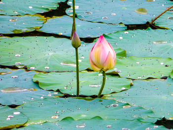 Close-up of lotus water lily in pond