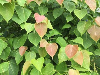 High angle view of leaves on plant