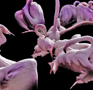 Close-up of pink flowering plant against black background