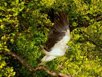 Bird flying by tree