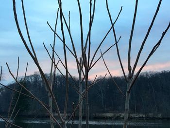 Close-up of bare tree against sky