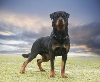 Portrait of dog standing on field