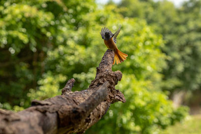 Bird perching on a tree