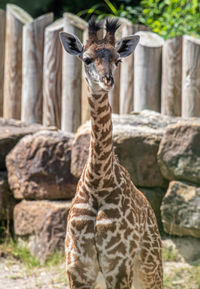 Portrait of giraffe in zoo