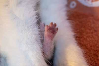 Close-up of a cat