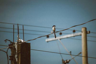 Low angle view of bird perching on cable against sky