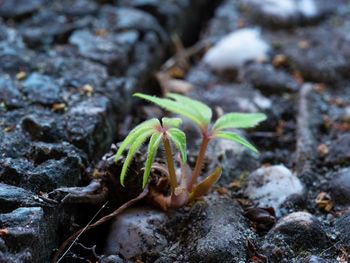 Close-up of small plant on rock