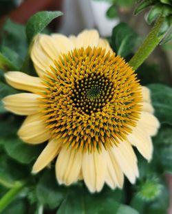 Close-up of yellow flower