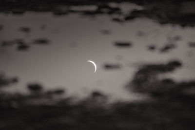 Defocused image of trees at night