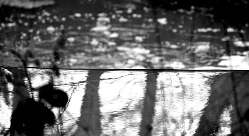 Shadow of trees on lake