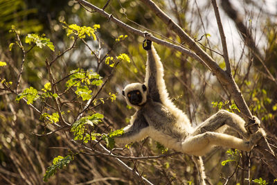 Monkey sitting on tree branch