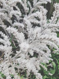 Close-up of frozen plant