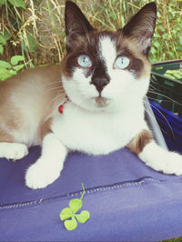 Close-up portrait of a cat