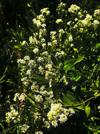 Close-up of flowering plant