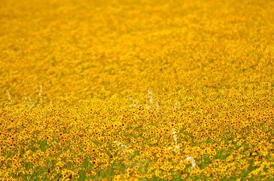 Full frame shot of yellow flowers blooming on field