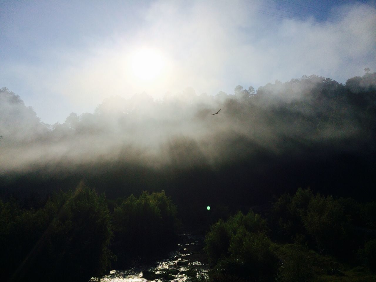 flying, sky, tranquil scene, tranquility, scenics, beauty in nature, nature, tree, weather, cloud - sky, mid-air, sun, fog, sunbeam, non-urban scene, landscape, cloudy, day, bird, idyllic