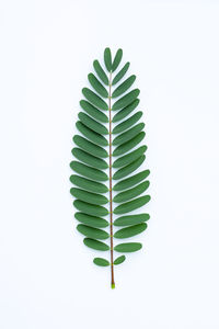 High angle view of leaf over white background