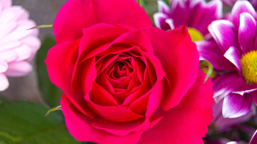 Close-up of pink rose