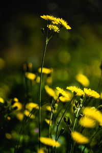 Close-up of yellow flowering plant on field