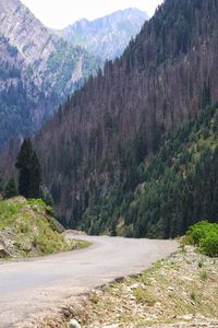 Scenic view of road amidst trees in forest