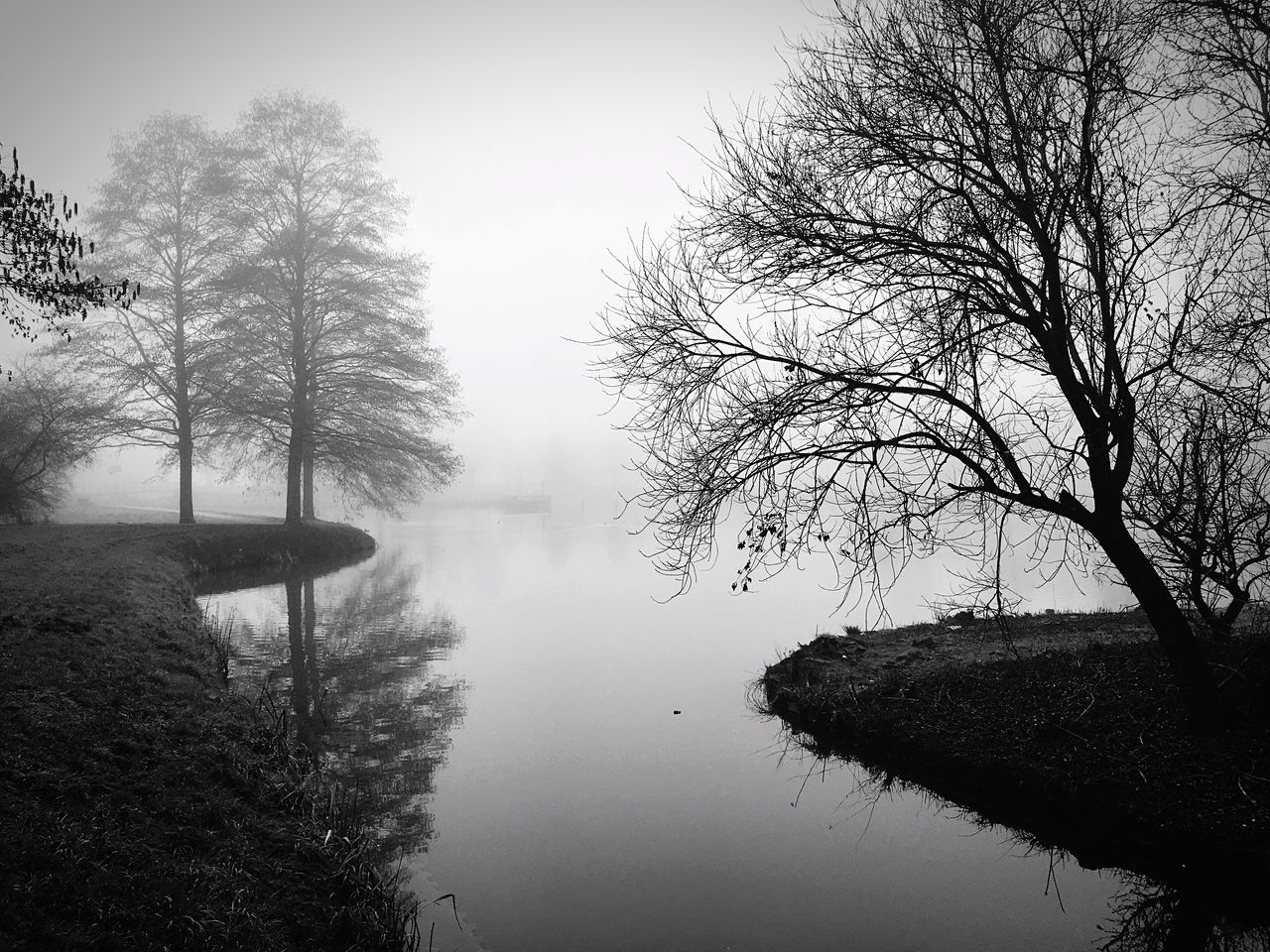 tree, nature, tranquil scene, tranquility, beauty in nature, fog, scenics, water, no people, bare tree, lake, reflection, mist, outdoors, landscape, day, branch, hazy, forest, growth, sky