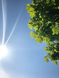 Low angle view of sunlight streaming through tree