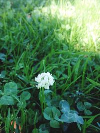 Close-up of white flowers blooming in field