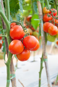 Close-up of tomatoes on plant