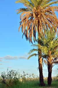 Palm trees against sky