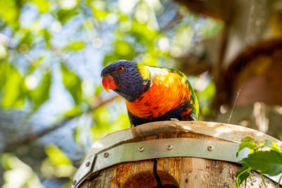 Close-up of parrot