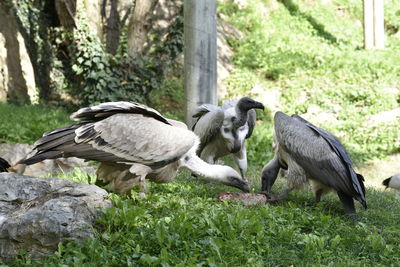 Close-up of birds perching on grass