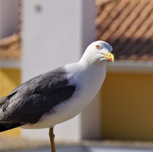 Curious seagull 