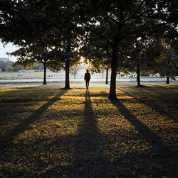 Silhouette man on tree