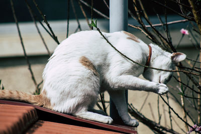 Close-up of a cat sleeping on metal