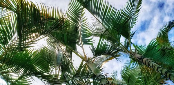 Low angle view of palm trees against sky