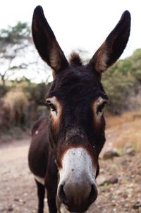 Close-up portrait of donkey standing on field