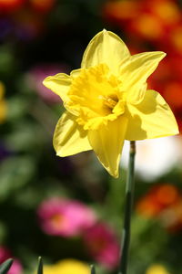 Close-up of yellow flower blooming outdoors