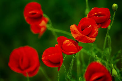 Beautiful red poppies on a natural green background, beautiful postcard