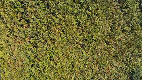 Full frame shot of plants on field