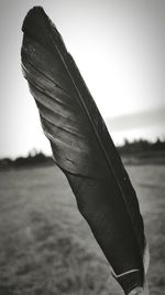 Close-up of cropped plant against blurred background