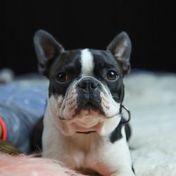 Close-up portrait of dog