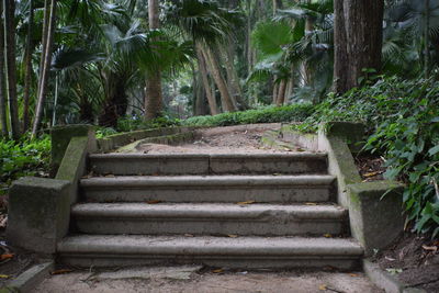 Steps amidst trees