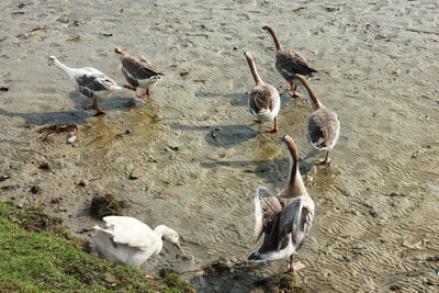 Swans on the rupsa river in khulna, bangladesh.